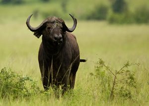 Luxury Uganda Wildlife Tours 