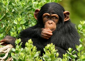 The Mountain Gorillas-chimps Uganda