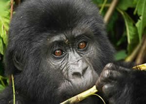 Uganda Luxury Gorilla Tours
