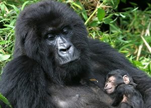 Luxury Gorilla Trekking Safaris