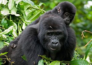 10 days Gorilla trekking in Uganda