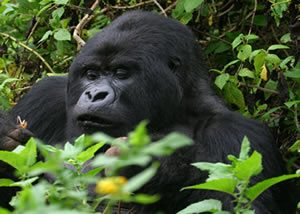 Luxury Gorilla Trekking Safaris