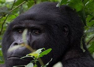 Uganda Gorilla Trek