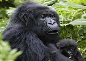 Luxury Gorilla Trekking Safaris