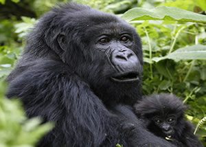 primate Safaris Uganda