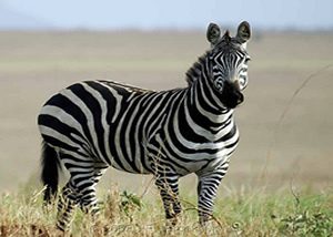 Luxury Uganda Wildlife Tours