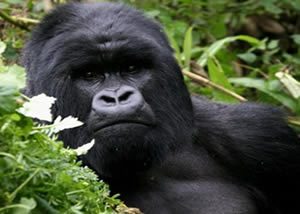 Mountain Gorillas Uganda