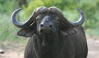Big Five Africa-Buffalo
