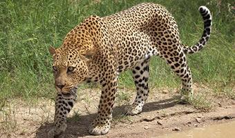 Big Five Africa-Leopard