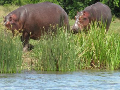 ---Murchison-Falls-National-Park... ---Murchison-Falls-National-Park...