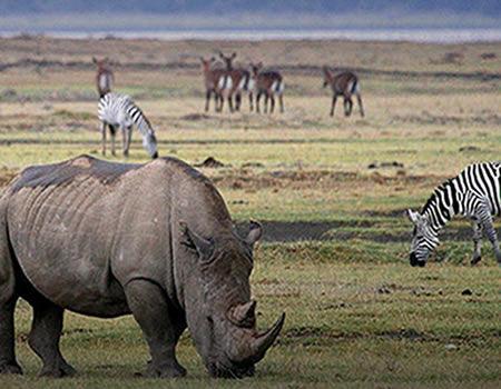 Ngorongoro Conservation Area Tanzania