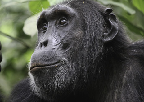 Chimpanzee Tracking Uganda