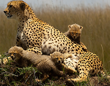 10 Reasons to Visit Masai Mara Game Reserve