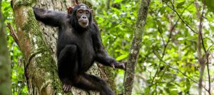 Chimpanzee Tracking Safaris Uganda