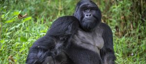 Gorilla Safari Tours in Uganda