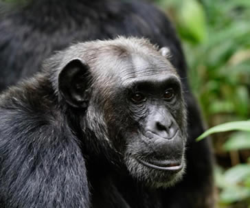 10 Days Wildlife and Chimpanzee Safaris