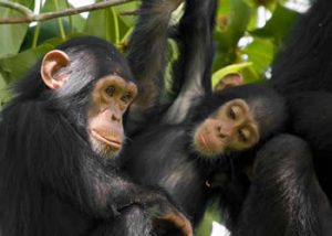 Chimpanzee Tracking Tours