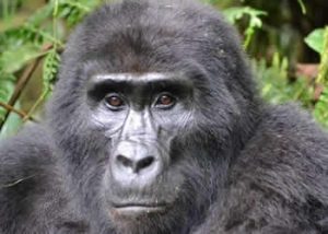Gorilla Trekking Safaris