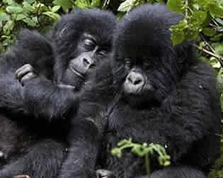 16 Days Uganda Chimps Gorillas & Wildlife Safari