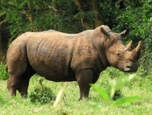 Rhino Tracking in Uganda