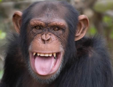 Chimpanzee Tours Uganda