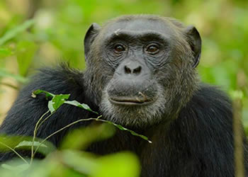 17 Days Birding, Gorillas, Chimpanzees & Wildlife Tour