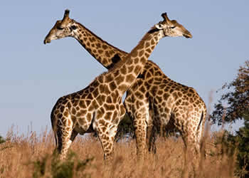 Luxury Uganda Safari Tours