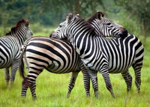 Wildlife Safari Tours in Uganda