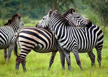 Luxury Wildlife Safaris in Uganda