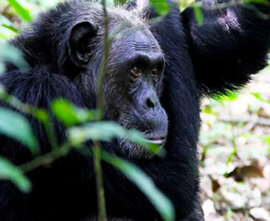 7 Days Wildlife and Chimpanzee Tour