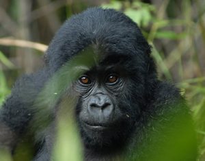 5 Days Rwanda Uganda Gorillas