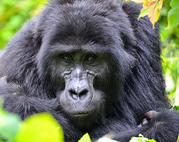 1 Day Bwindi Gorilla Trekking Tour