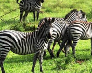 17 Days Wildlife Safari in Uganda