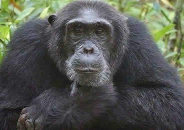 10 Days Primate Tour Uganda