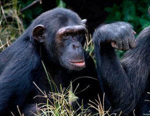 Chimpanzee Viewing at Ngamba Island