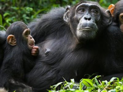 Chimpanzee--Tracking Chimpanzee Tracking in Kibale