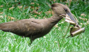 Bird watch in Uganda