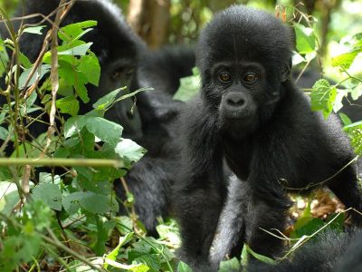 Gorilla Trekking Expeditions Gorilla Trekking Expeditions
