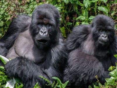 Magical-encounters-with-the-mountain-gorillas-of-Bwindi Luxury Bwindi Gorillas & Wildlife